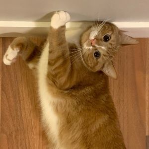 Meet your Posher, Bobbi